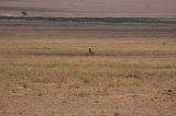 TANZANIA - Serengeti National Park - Avvistamento Ghepardi - 2